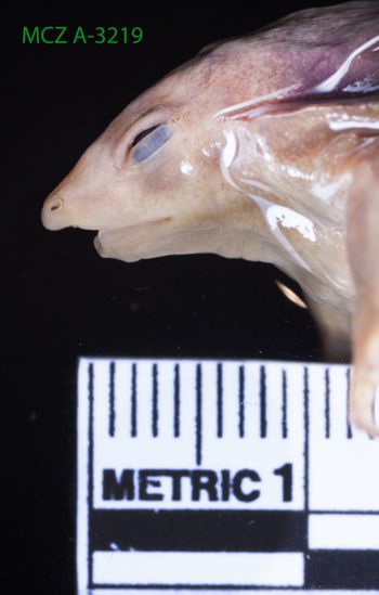 Media type: image;   Herpetology A-3219 Description: Specimen photo;  Aspect: head lateral